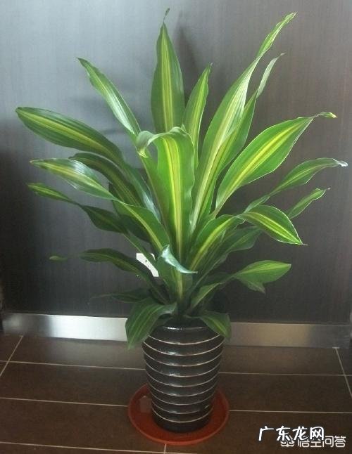 室内不喜光的植物有哪些？