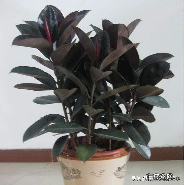 室内不喜光的植物有哪些？