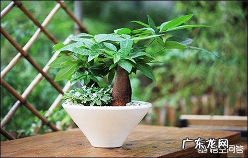 室内不喜光的植物有哪些?