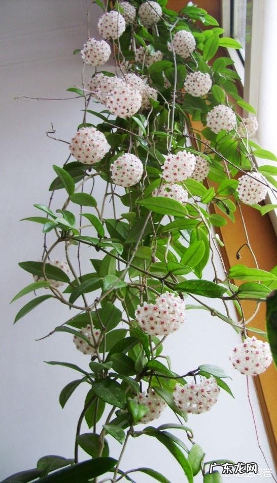 室内不喜光的植物有哪些?