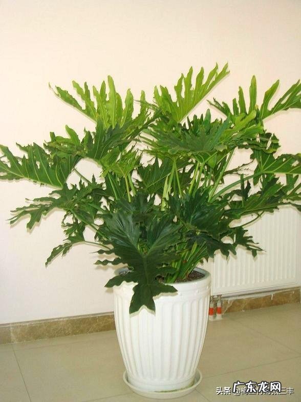 室内不喜光的植物有哪些？