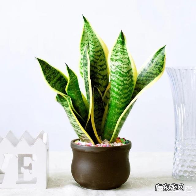 室内不喜光的植物有哪些?