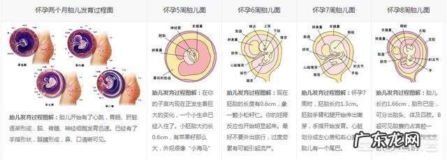 怀孕二个月,宝宝一般在肚子的什么位置?