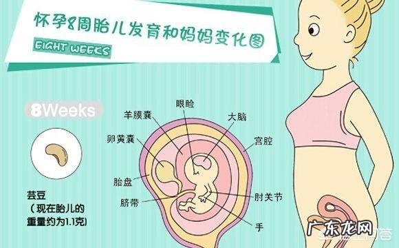 怀孕二个月,宝宝一般在肚子的什么位置?