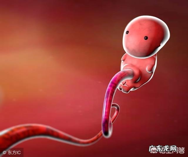 怀孕二个月,宝宝一般在肚子的什么位置?