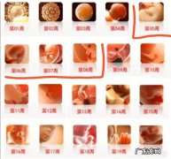 怀孕二个月，宝宝一般在肚子的什么位置？