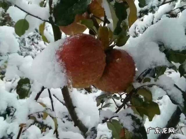 为什么南方产野苹果好吃?