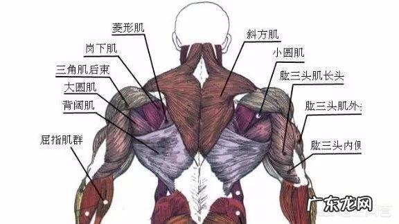 有哪些系统的健身方案?