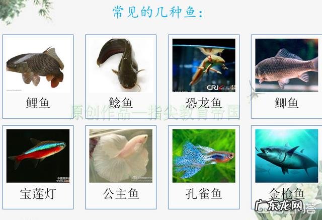 如果想提前教给孩子一些知识,最好让孩子学哪些内容?