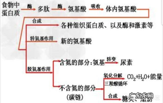 蛋白质粉是否可以增肥？