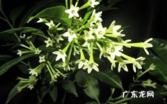 夜来香什么时候开花