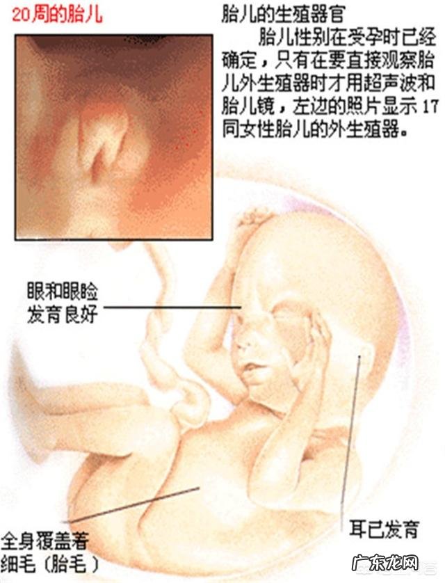 怀孕五个月的肚子应该有多大?需要注意什么?