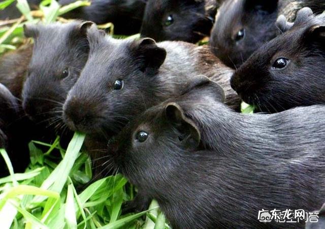 如何养殖黑豚,市场前景如何?