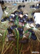 如何养殖黑豚，市场前景如何？