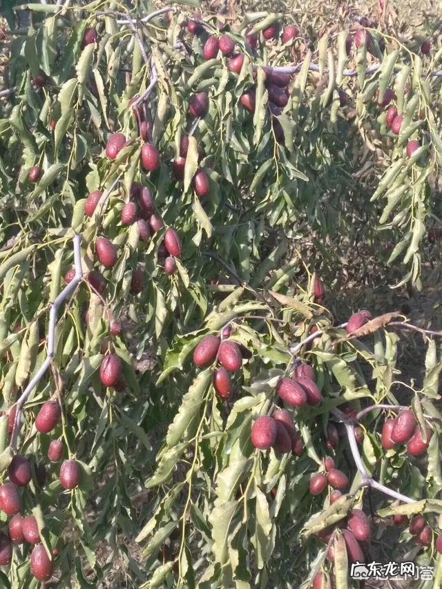 常吃红枣有什么好处?