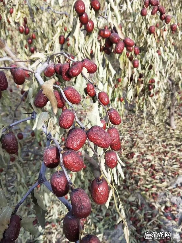 常吃红枣有什么好处?