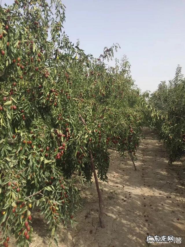 常吃红枣有什么好处?