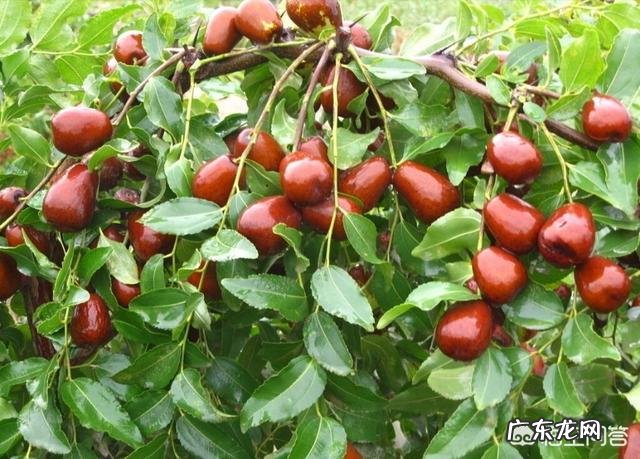 常吃红枣有什么好处?