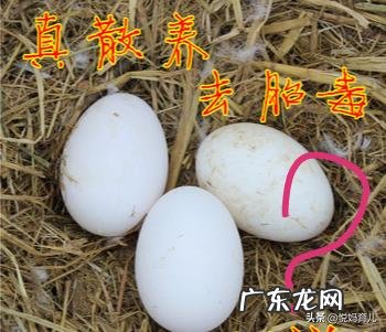 孕后期需要排胎毒吗？除了吃鸭蛋去胎毒，还有什么食物效果最佳？
