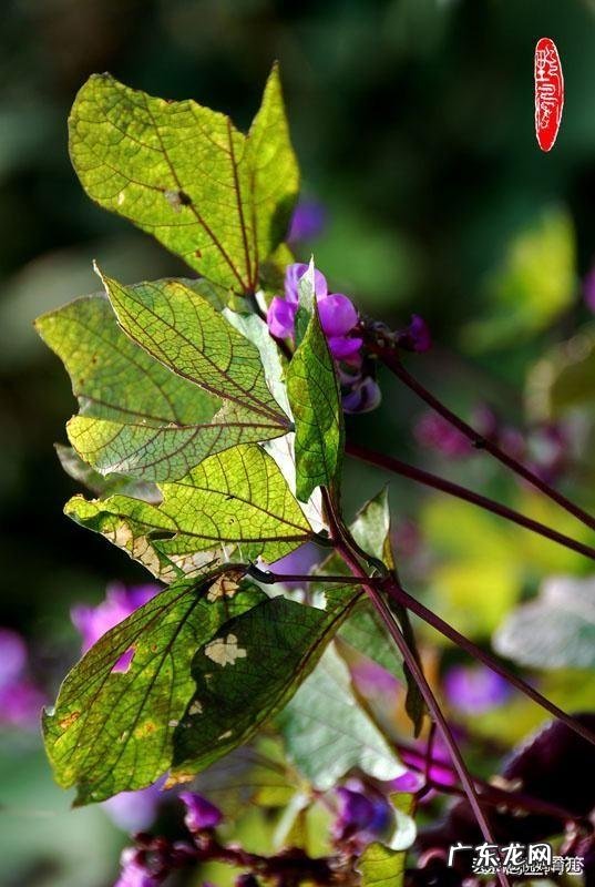 孕后期需要排胎毒吗？除了吃鸭蛋去胎毒，还有什么食物效果最佳？