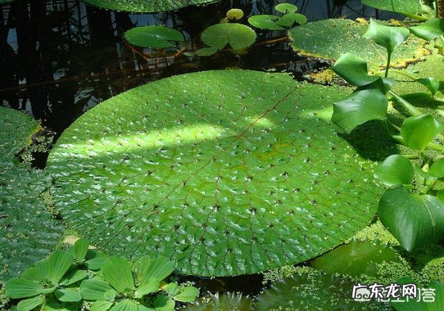 芡实糕里的芡实是什么？