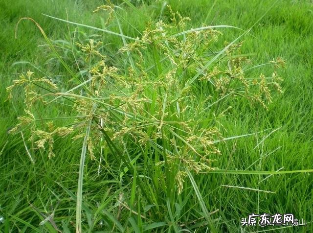 大葱地的莎草清除用什么好?