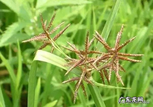 大葱地的莎草清除用什么好?