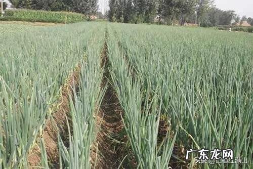 大葱地的莎草清除用什么好?