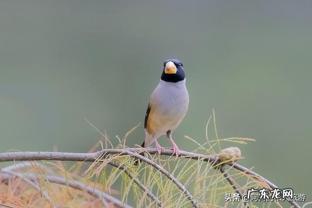 云南被誉为“植物王国”和“动物王国”,你能说出哪些特有的植物花卉和动物种类吗?你觉得去云南旅游怎么样?