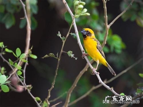 云南被誉为“植物王国”和“动物王国”,你能说出哪些特有的植物花卉和动物种类吗?你觉得去云南旅游怎么样?