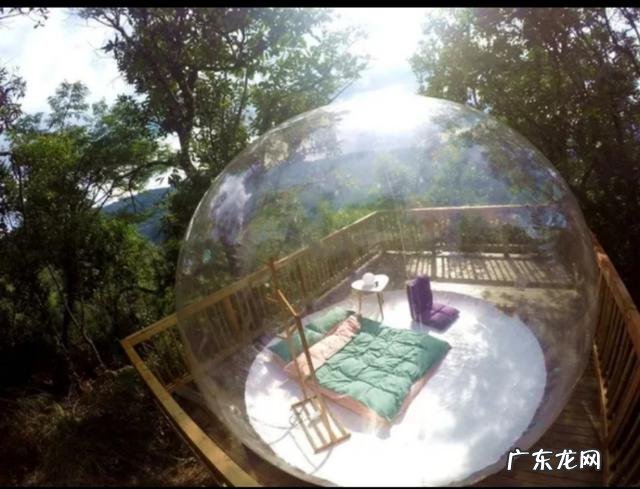 云南被誉为“植物王国”和“动物王国”,你能说出哪些特有的植物花卉和动物种类吗?你觉得去云南旅游怎么样?