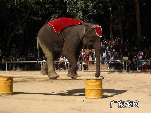 云南被誉为“植物王国”和“动物王国”，你能说出哪些特有的植物花卉和动物种类吗？你觉得去云南旅游怎么样？