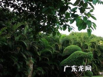 云南被誉为“植物王国”和“动物王国”,你能说出哪些特有的植物花卉和动物种类吗?你觉得去云南旅游怎么样?