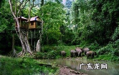 云南被誉为“植物王国”和“动物王国”，你能说出哪些特有的植物花卉和动物种类吗？你觉得去云南旅游怎么样？