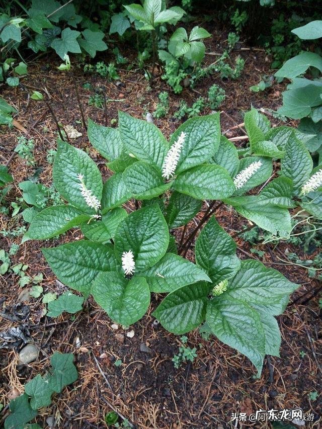 云南被誉为“植物王国”和“动物王国”,你能说出哪些特有的植物花卉和动物种类吗?你觉得去云南旅游怎么样?