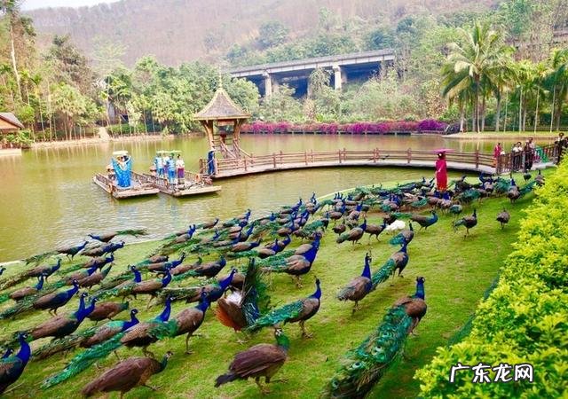 云南被誉为“植物王国”和“动物王国”,你能说出哪些特有的植物花卉和动物种类吗?你觉得去云南旅游怎么样?