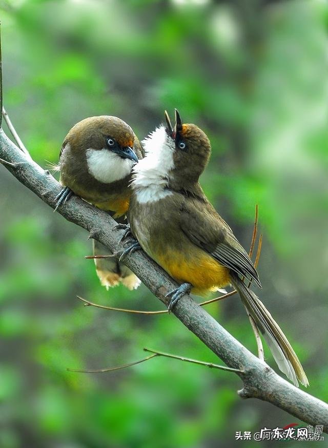云南被誉为“植物王国”和“动物王国”,你能说出哪些特有的植物花卉和动物种类吗?你觉得去云南旅游怎么样?