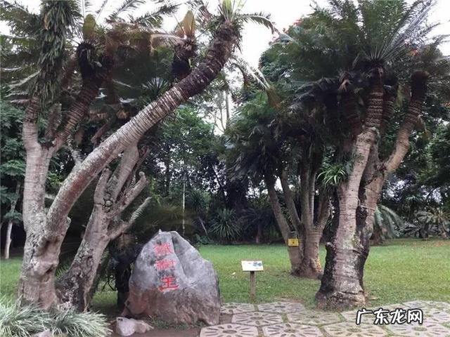 云南被誉为“植物王国”和“动物王国”，你能说出哪些特有的植物花卉和动物种类吗？你觉得去云南旅游怎么样？