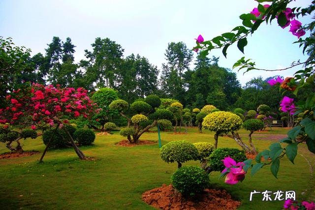 云南被誉为“植物王国”和“动物王国”,你能说出哪些特有的植物花卉和动物种类吗?你觉得去云南旅游怎么样?