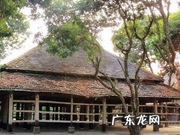 云南被誉为“植物王国”和“动物王国”,你能说出哪些特有的植物花卉和动物种类吗?你觉得去云南旅游怎么样?