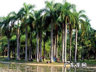 云南被誉为“植物王国”和“动物王国”，你能说出哪些特有的植物花卉和动物种类吗？你觉得去云南旅游怎么样？