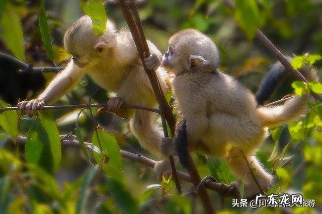 云南被誉为“植物王国”和“动物王国”,你能说出哪些特有的植物花卉和动物种类吗?你觉得去云南旅游怎么样?