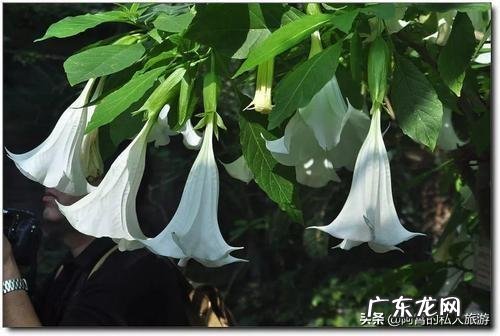 云南被誉为“植物王国”和“动物王国”,你能说出哪些特有的植物花卉和动物种类吗?你觉得去云南旅游怎么样?