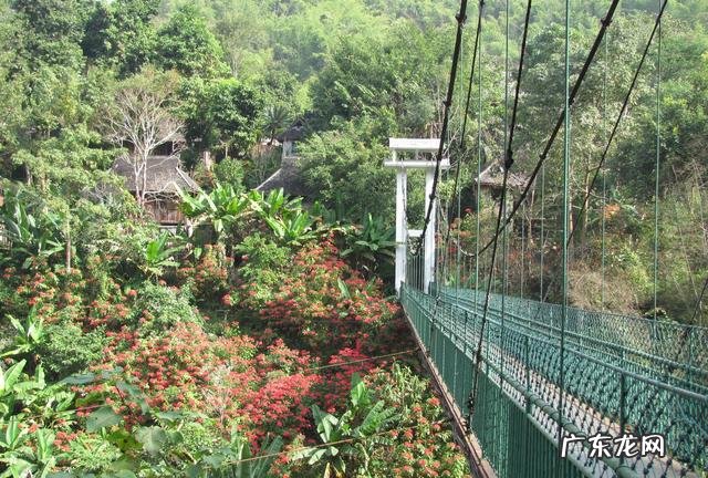 云南被誉为“植物王国”和“动物王国”,你能说出哪些特有的植物花卉和动物种类吗?你觉得去云南旅游怎么样?
