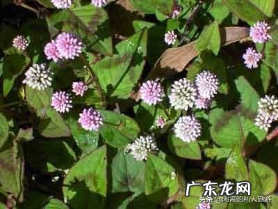 云南被誉为“植物王国”和“动物王国”,你能说出哪些特有的植物花卉和动物种类吗?你觉得去云南旅游怎么样?