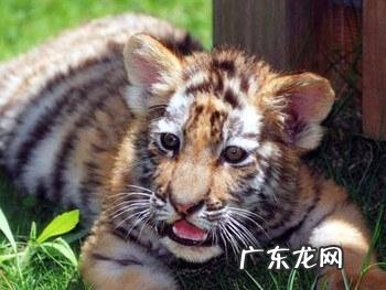 云南被誉为“植物王国”和“动物王国”,你能说出哪些特有的植物花卉和动物种类吗?你觉得去云南旅游怎么样?