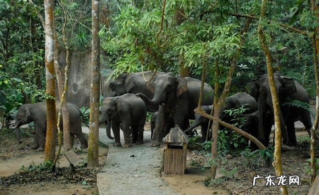 云南被誉为“植物王国”和“动物王国”，你能说出哪些特有的植物花卉和动物种类吗？你觉得去云南旅游怎么样？