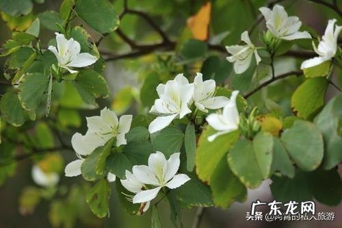 云南被誉为“植物王国”和“动物王国”,你能说出哪些特有的植物花卉和动物种类吗?你觉得去云南旅游怎么样?