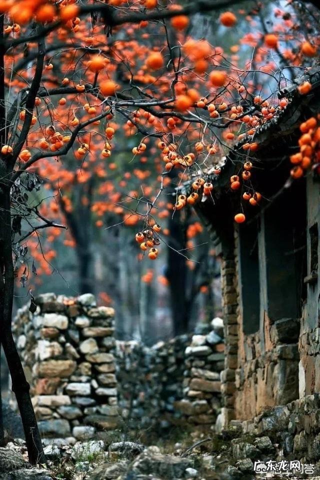 柿饼有哪些价值?