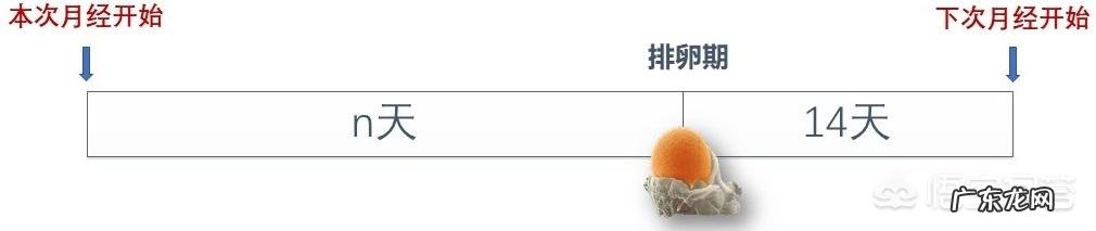 排卵期内没有“白带拉丝”，这意味着没有排卵吗？该怎么办？